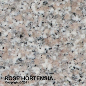 023 rosaHortensia 1